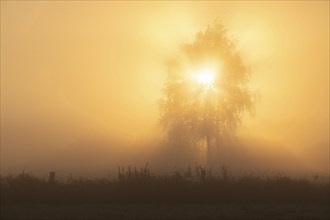 Warty birch (Betula pendula), meadow landscape, morning mist, at sunrise, Lower Saxony, Germany,