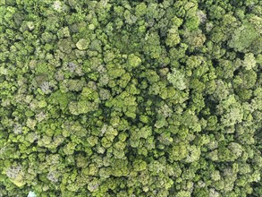 Wallpaper, aerial view, rainforest from above, Tortuguero National Park, Costa Rica, Central