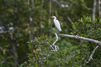 Cattle egret (Bubulcus ibis), Loango National Park, Parc National de Loango, Ogooué-Maritime