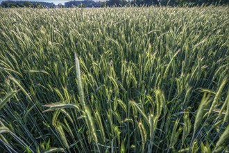 Winter barley (Hordeum vulgare) in a field, Franconia, Bavaria, Germany, Europe