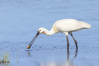 Eurasian spoonbill (Platalea leucorodia), adult bird feeding in shallow water, adult bird in its