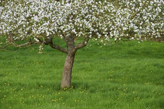 Blossoming apple tree in a green meadow, surrounded by spring flowers, Obernburg, Spessart,