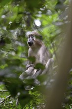 Olive mangabey (Cercocebus agilis) near the Baï-Hokou, Dzanga-Ndoki National Park, Unesco World