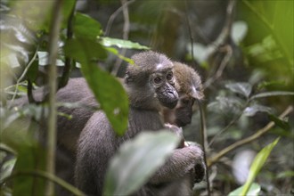 Olivet (Cercocebus agilis) near the Baï-Hokou, Dzanga-Ndoki National Park, Unesco World Heritage