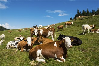 Dairy cows in front of a blue sky, Herzogenhorn, Southern Black Forest, Black Forest, Germany,