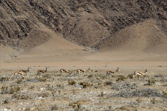 Angola springboks (Antidorcas angolensis) in the Ganamub dry river, Kaokoveld, Kunene region,