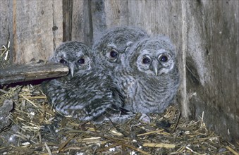 Tawny Owl, (Strix aluco) young birds, 22, 24 and 26 days old, in breeding den, a former dovecote,