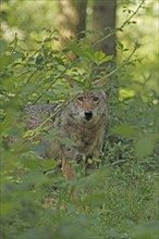 Wolf, European gray wolf, Canis lupus