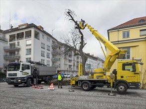 Tree work, Königinstrasse, Munich, Bavaria, Germany, Europe