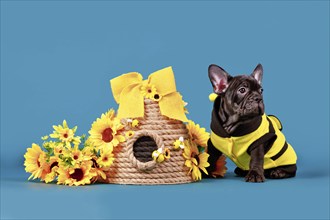 Black French Bulldog dog puppy with bee costume sitting next to beehive and sunflowers on blue