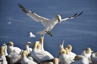 Gannet (Morus bassanus) on the offshore island of Heligoland, Schleswig-Holstein, Germany, Europe