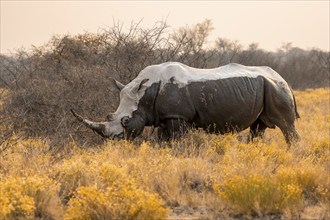 Southern white rhinoceros (Ceratotherium simum simum), mud-covered rhino in the evening light