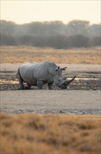 Southern white rhinoceros (Ceratotherium simum simum), rhino in a mud bath, in the evening light,