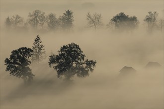 Foggy mood, fog, morning light, backlight, autumn, Loisach-Lake Kochel-Moor, foothills of the Alps,