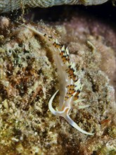 Delicate, long-limbed sea snail with colourful dots, Indian caloria (Caloria indica), crawls over a