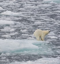 Polar bear (Ursus maritimus) on the pack ice at 82 degrees north biting into a piece of ice,