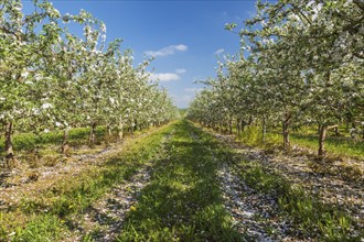 Orchard of Malus domestica, Apple trees with white flower blossoms in spring, Quebec, Canada, North