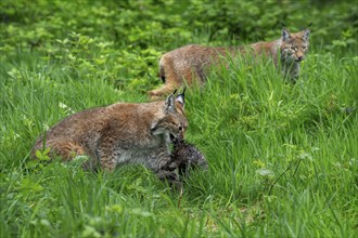 Two hunting young Eurasian lynxes (Lynx lynx) walking with caught prey in grassland, meadow