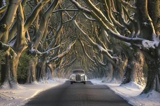 A Rolls Royce vintage car drives through a snow-covered tree-lined avenue in winter in an evening