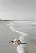 Isolated seashell resting on a smooth, empty beach, with soft waves gently approaching the