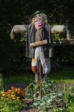 Humanoid scarecrow, bird scarer dressed in old clothes and placed in vegetable garden to deter,