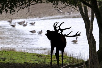 Silhouette of rutting red deer (Cervus elaphus) stag with big antlers bellowing on lake shore at