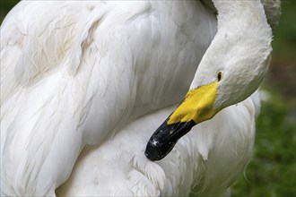 Whooper swan, common swan (Cygnus cygnus) preening feathers