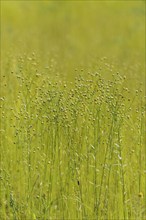 Linen as meadow planting, renewable raw materials, traditional, arable farming, agriculture,