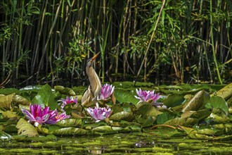 Common little bittern (Ixobrychus minutus, Ardea minuta) adult male resting among water lilies,