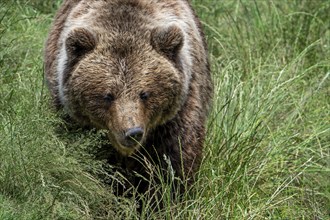 European brown bear (Ursus arctos) foraging in grassland, AI generated