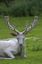 Leucistic red deer (Cervus elaphus) stag, white morph at forest edge with antlers covered in velvet