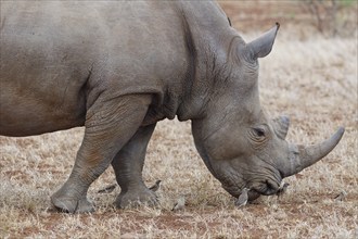 Southern white rhinoceros (Ceratotherium simum simum) surrounded by birds, adult male feeding on