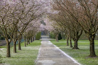 Japanese flowering cherry (Prunus serrulata), Gemen, Münsterland, North Rhine-Westphalia, Germany,