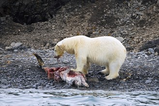 Fat collared polar bear (Ursus maritimus) with radio collar, GPS tracker eating from beached