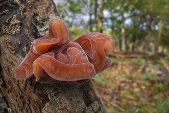 Wood ear, jelly ear fungus, Jew's ear (Auricularia auricula-judae, Tremella auricula) fruit body on