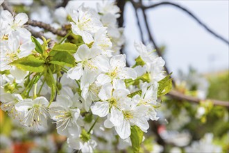 Cherry blossoms in an orchard in the Osterzgebirge, Bannewitz, Saxony, Germany, Europe