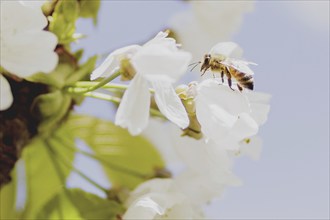 Bee on a cherry blossom, photographed in Jauernick-Buschbach, 12/04/2024