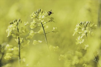 Bee on a rape blossom, photographed in Waldhufen, 12/04/2024