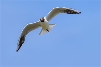 Black-headed gull (Chroicocephalus ridibundus, Larus ridibundus) front view of adult bird in