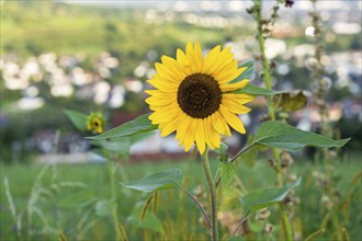 Nature, Plant, Flower, Sunflower