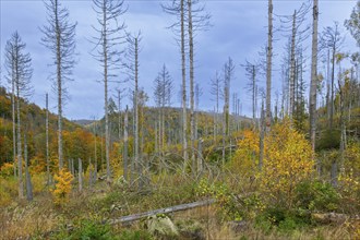 Dead spruce trees, destruction in forest caused by European spruce bark beetle (Ips typographus)