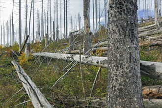 Dead spruce trees, destruction in forest caused by European spruce bark beetle (Ips typographus)