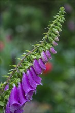 Foxglove (Digitalis purpurea), raindrops, North Rhine-Westphalia, Germany, Europe