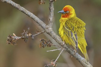 Cape weaver (Ploceus capensis), West Coast National Park, Langebaan, Western Cape, South Africa,