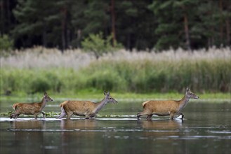 Red deer (Cervus elaphus) two hinds with calf, juvenile crossing lake at forest's edge in autumn,