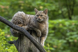 European wildcat, wild cat (Felis silvestris silvestris) resting on dead tree trunk in forest