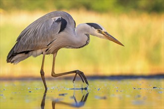 Grey heron (Ardea cinerea), also heron, hunting, fishing, sunrise, shallow water zone, shore zone,