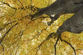 Canopy of European beech, common beech (Fagus sylvatica) tree showing brown and yellow leaves in