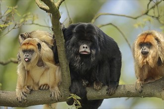 Black howler (Alouatta caraya), male and female with young, captive, occurring in South America