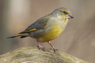 European greenfinch (Carduelis chloris) sitting in the forest. Bas Rhin, Alsace, France, Europe